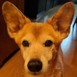 Meet your Posher, Saya